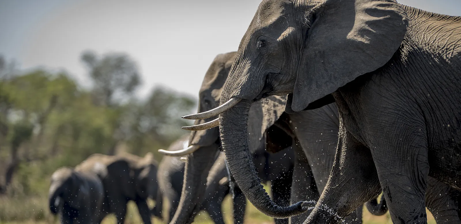 Elephants from the existing Kwedu imagery
