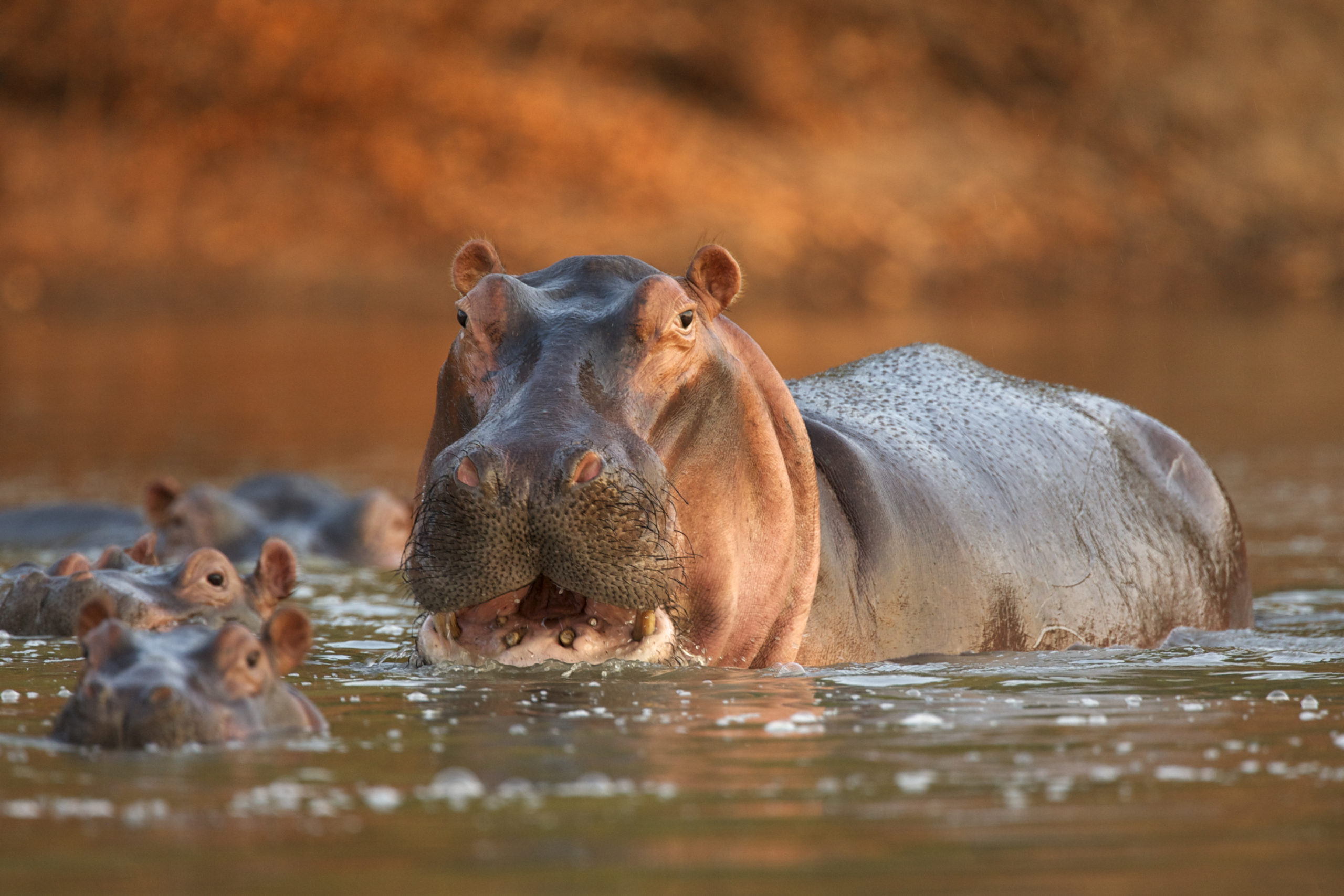 Alert hippopotamus (hippopotamus amphibius), Mana Pools National Park, Zimbabwe