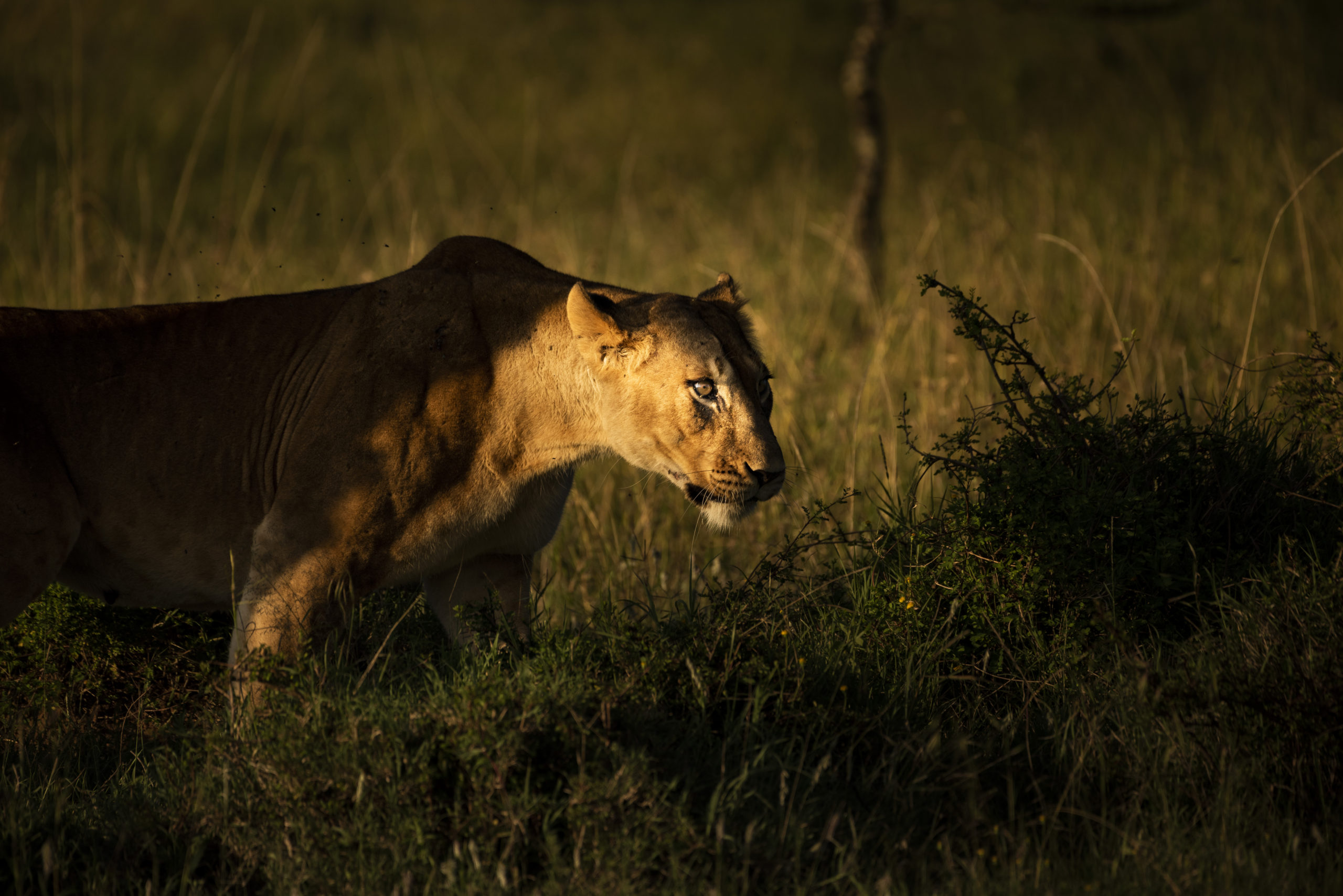 Lion (Panthera leo, female lioness) seen on african wildlife safari holiday at a national park in Ke