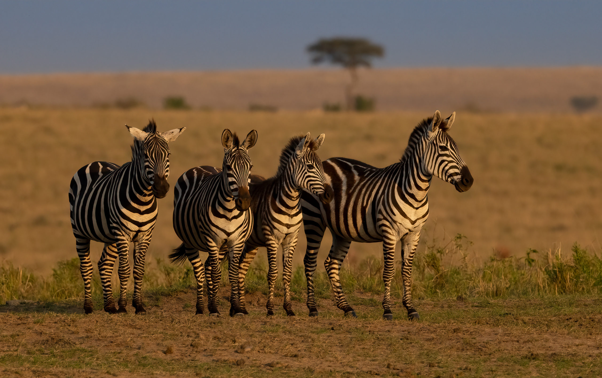 zebra-in-the-mara-africa-2022-01-19-00-16-24-utc